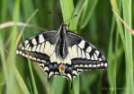 Schwalbenschwanz Papilio machaon