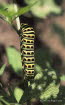 Schwalbenschwanz Papilio machaon