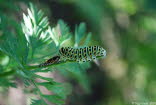 Schwalbenschwanz Papilio machaon