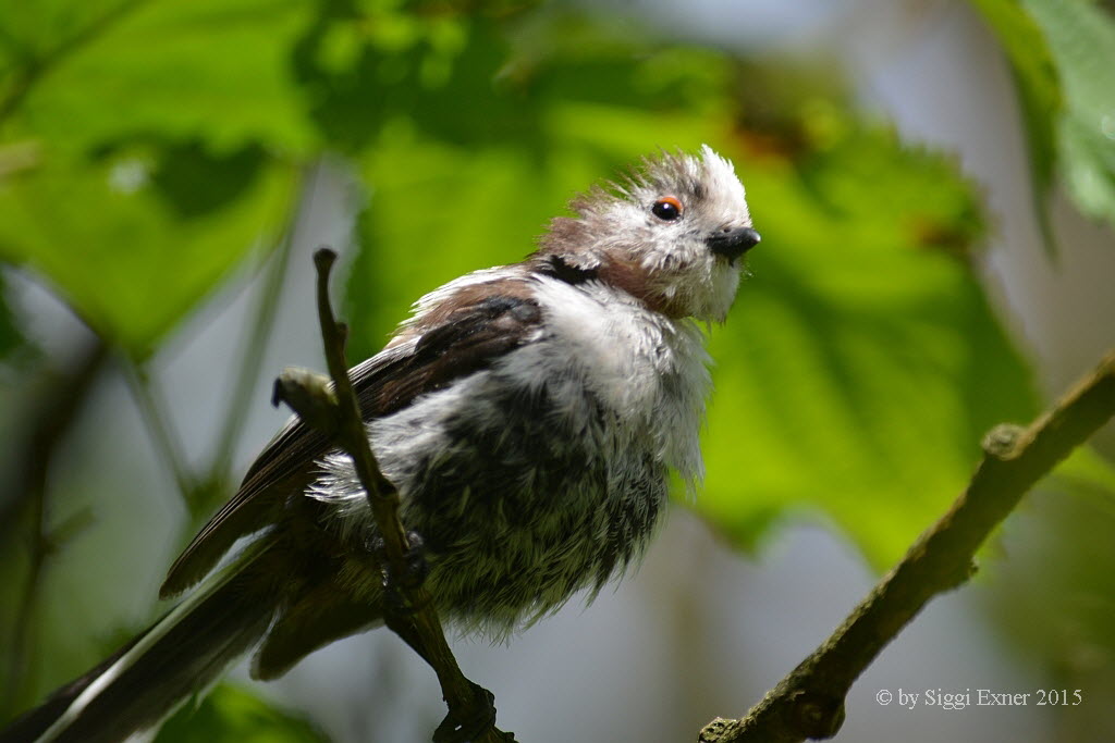 Schwanzmeise Aegithalos caudatus