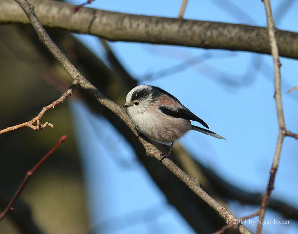 Schwanzmeise Aegithalos caudatus