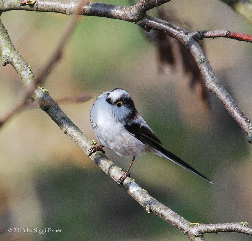 Schwanzmeise Aegithalos caudatus