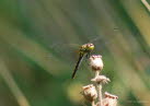 Schwarze-Heidelibelle Sympetrum danae