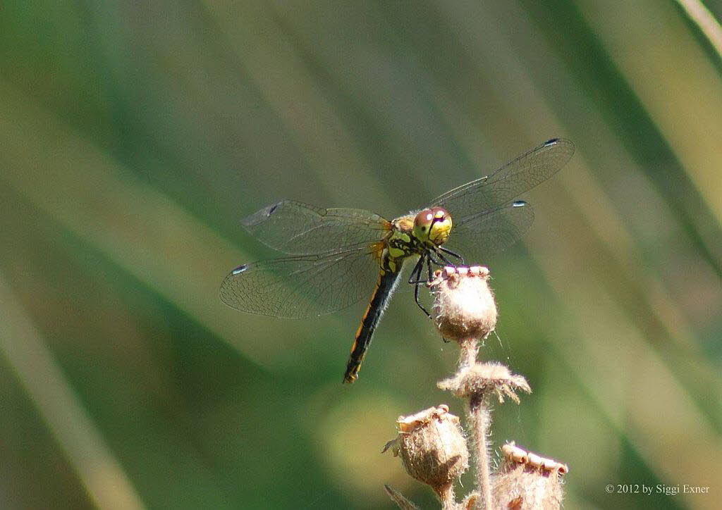 Schwarze-Heidelibelle Sympetrum danae