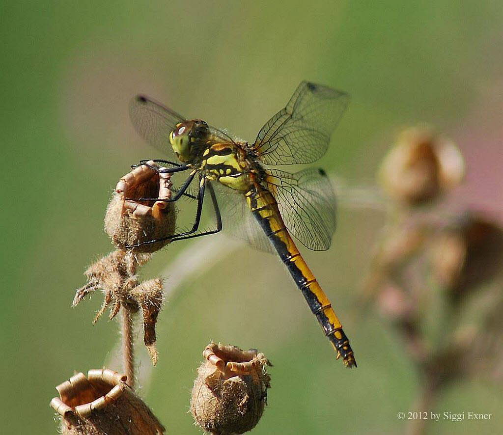 Schwarze-Heidelibelle Sympetrum danae