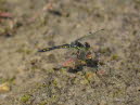 Schwarze-Heidelibelle Sympetrum danae