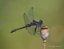 Schwarze-Heidelibelle Sympetrum danae