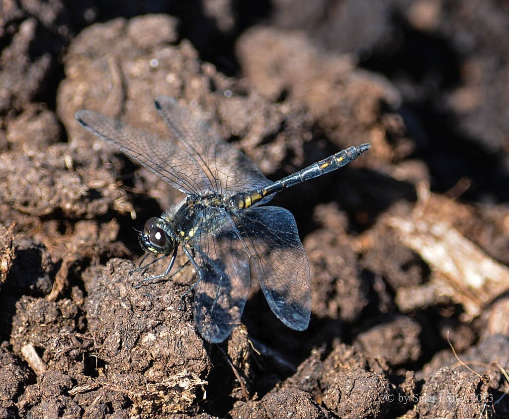 Schwarze-Heidelibelle Sympetrum danae