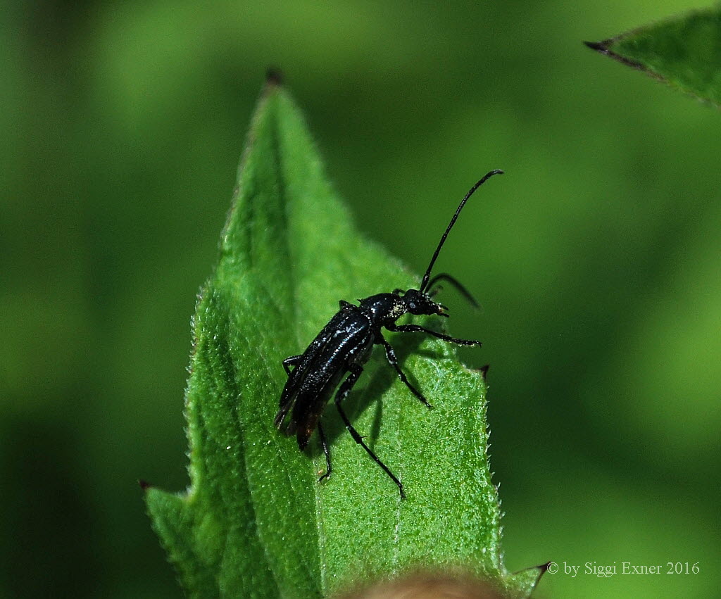 Schwarzer Schmalbock Stenurella nigra