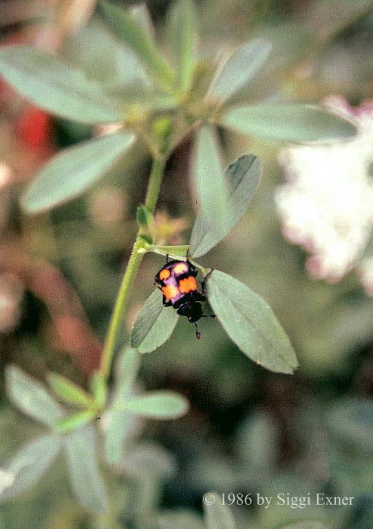 Schwarzhrniger Totengrber Nicrophorus vespilloides