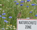 Schwarzkehlchen Saxicola torquata