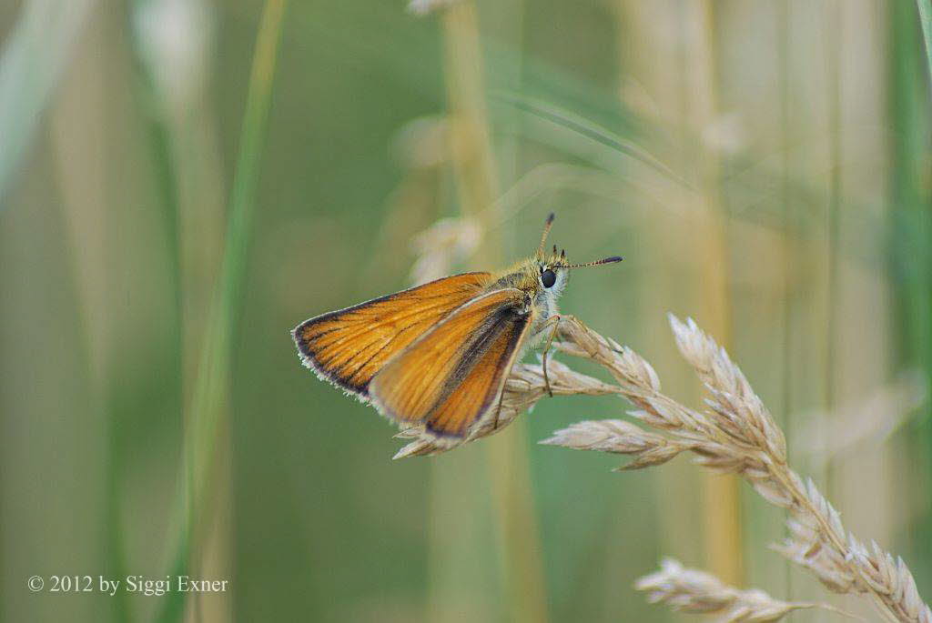 Schwarzkolbiger Braundickkopffalter Thymelicus lineola