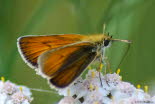 Schwarzkolbigen Braundickkopffalter Thymelicus lineola