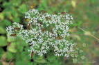 Brenklau, Wiesen- Heracleum sphondylium