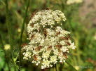 Syrphidae Schwebfliegen