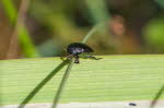 Dytiscidae sp.