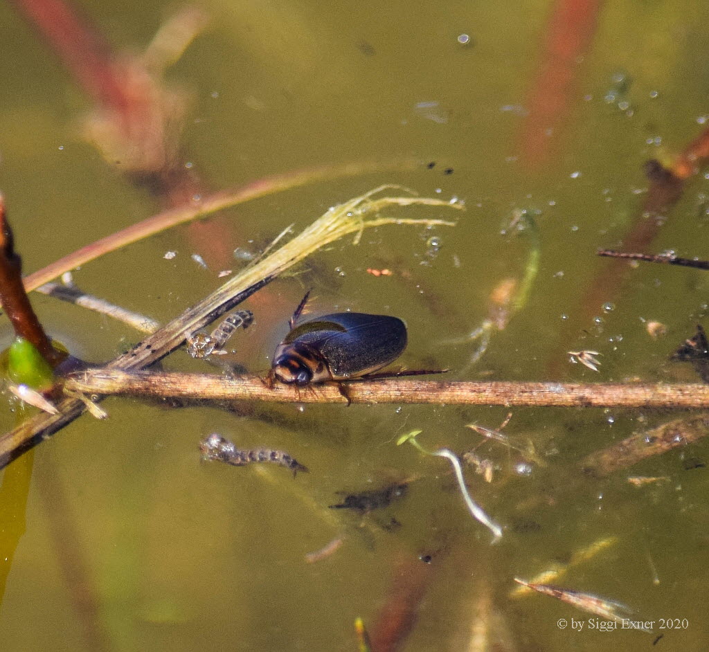 Rhantus suturalis Punktierter Tauchschwimmer 