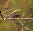 Rhantus suturalis Punktierter Tauchschwimmer 