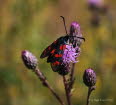 Sechsfleck-Widderchen Zygaena filipendulae