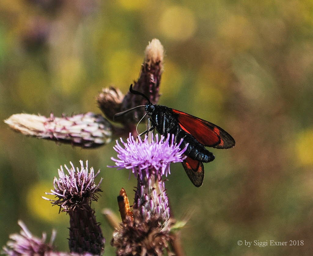 Sechsfleck-Widderchen Zygaena filipendulae