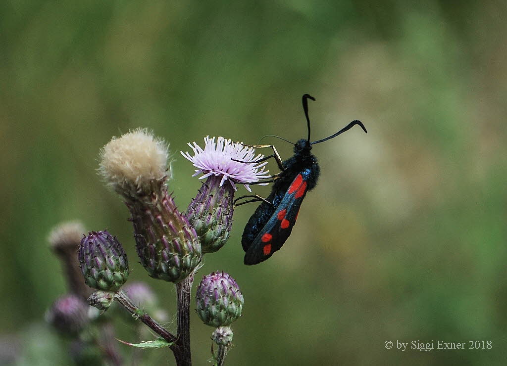 Sechsfleck-Widderchen Zygaena filipendulae