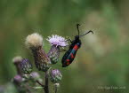 Sechsfleck-Widderchen Zygaena filipendulae