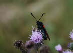 Sechsfleck-Widderchen Zygaena filipendulae