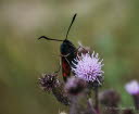 Sechsfleck-Widderchen Zygaena filipendulae