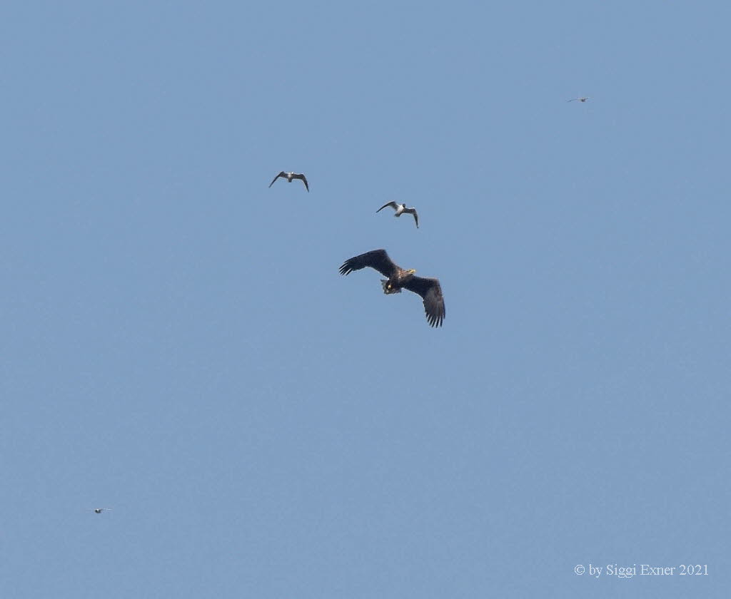 Seeadler Haliaeetus albicilla