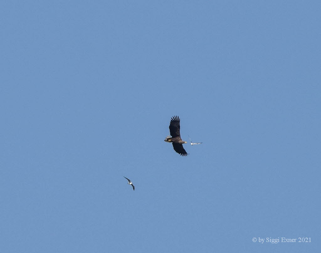 Seeadler Haliaeetus albicilla