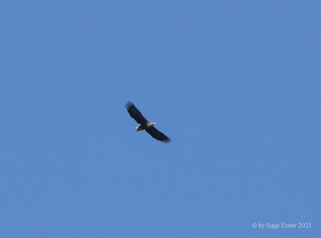 Seeadler Haliaeetus albicilla