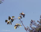 Segelfalter Iphiclides podalirius