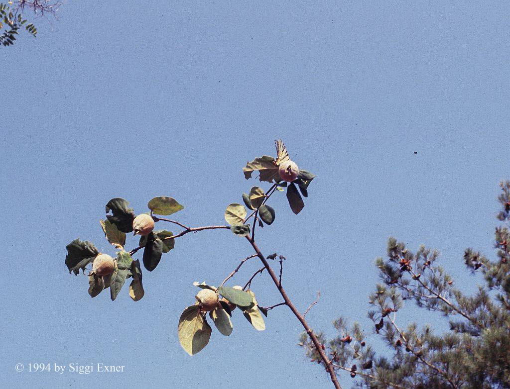 Segelfalter Iphiclides podalirius