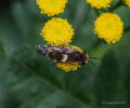 Colletes daviesanus Gemeine Seidenbiene