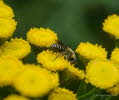 Colletes daviesanus Gemeine Seidenbiene