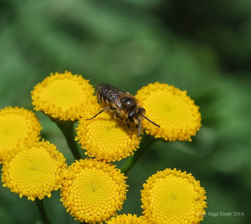 Colletes daviesanus Gemeine Seidenbiene