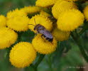 Seidenbiene Colletes sp.