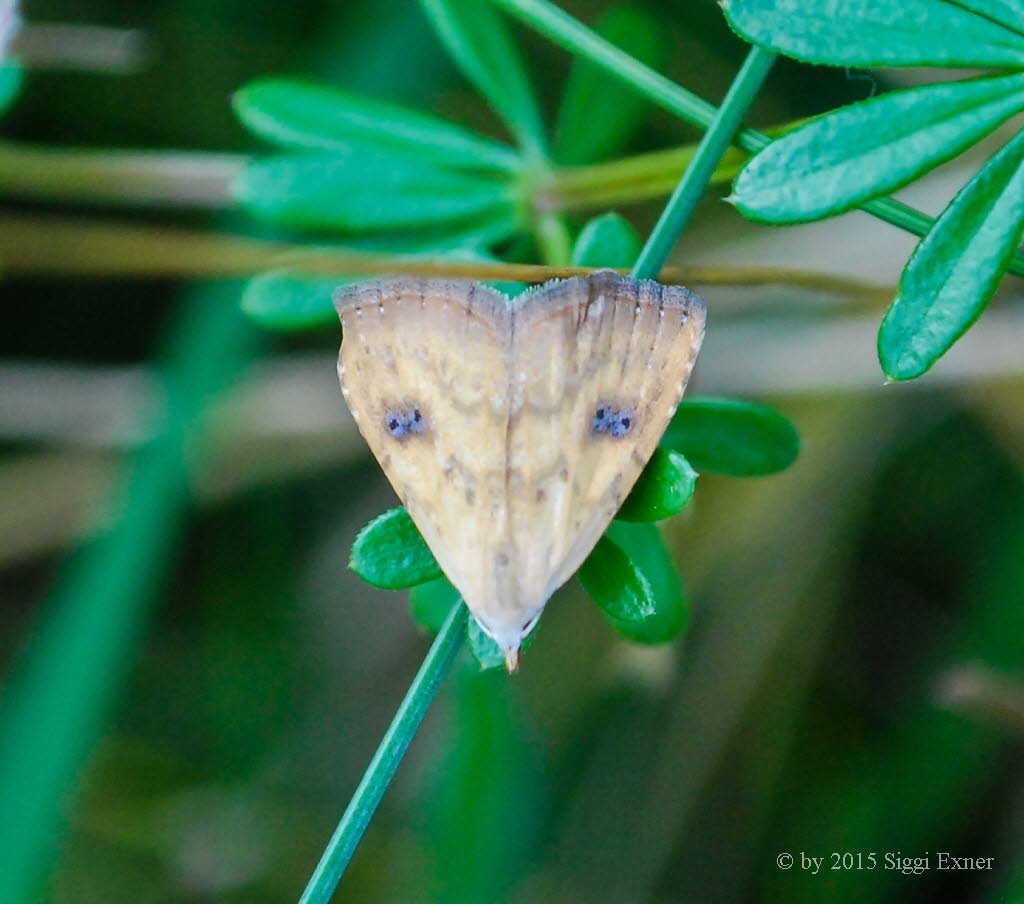 Seideneulchen Rivula sericealis