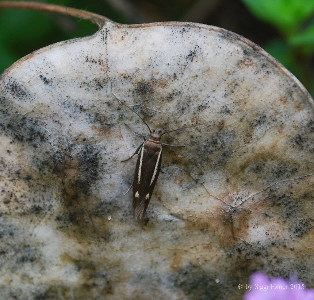 Semikolon-Heidefalter Scythris knochella