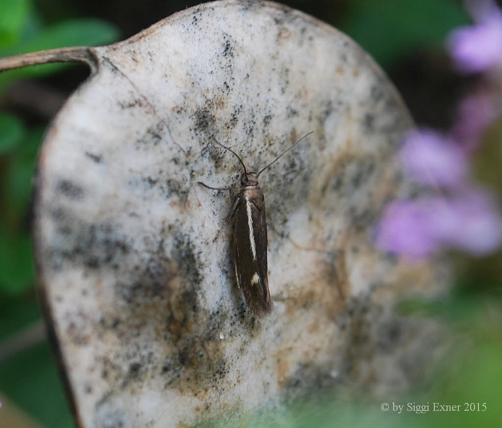 Semikolon-Heidefalter Scythris knochella