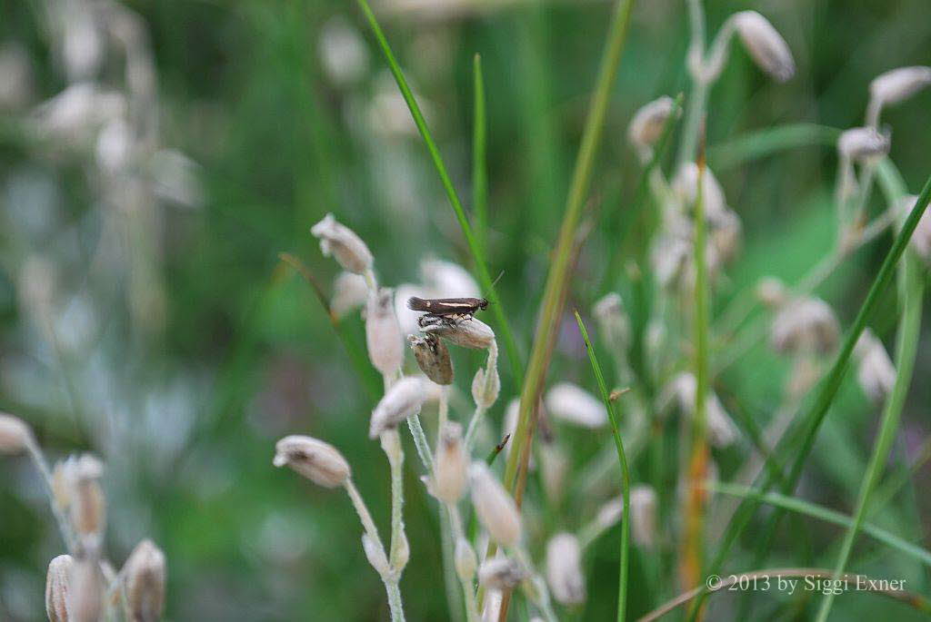 Semikolon-Heidefalter Scythris knochella