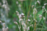 Semikolon-Heidefalter Scythris knochella