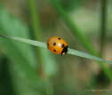 Siebenpunk-Marienkfer Coccinella septempunctata