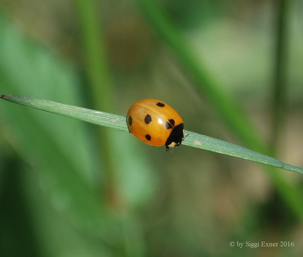 Siebenpunk-Marienkfer Coccinella septempunctata