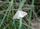 Silberblatt Campaea margaritaria