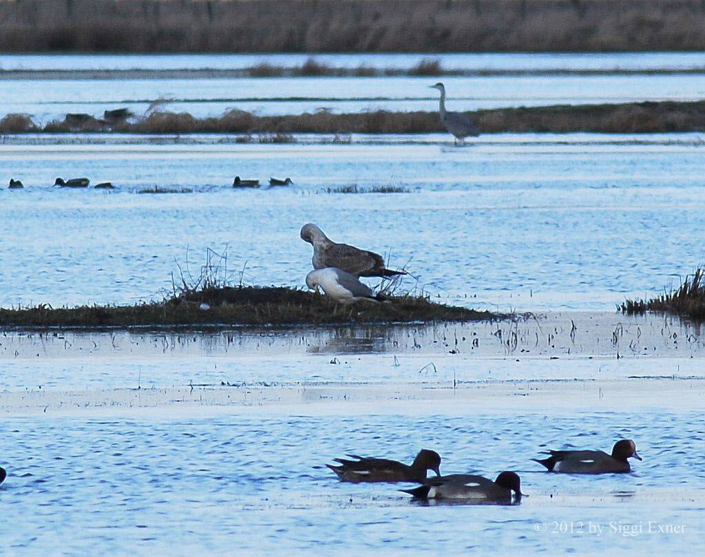 Silbermwe Larus argentatus