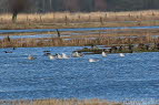 Silbermwe Larus argentatus