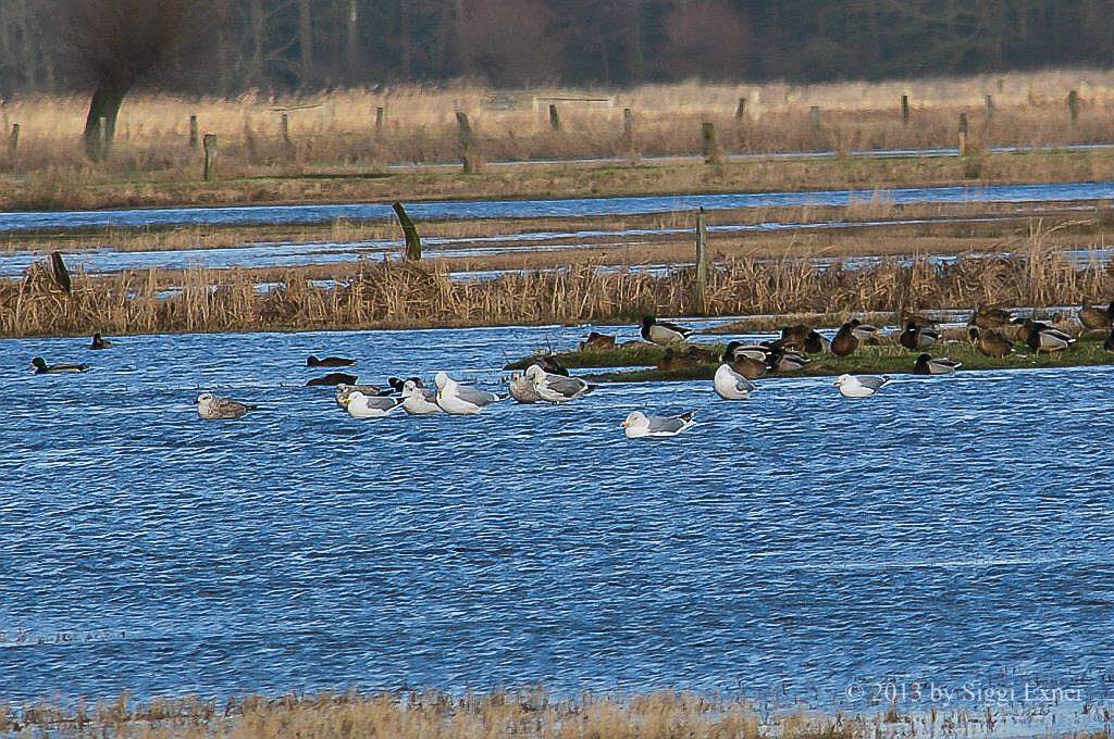 Silbermwe Larus argentatus