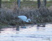 Silberreiher Casmerodius albus