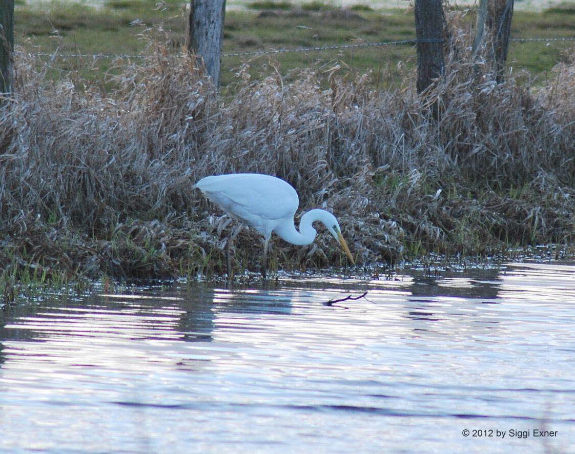 Silberreiher Casmerodius albus